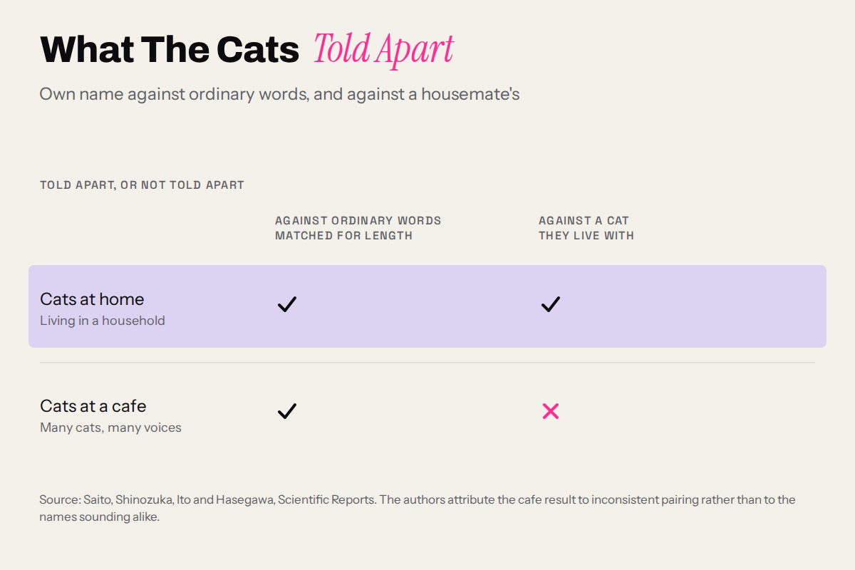 What the study actually tested, and where it failed Chart of the Saito study result: household cats told their own name from matched words and housemates