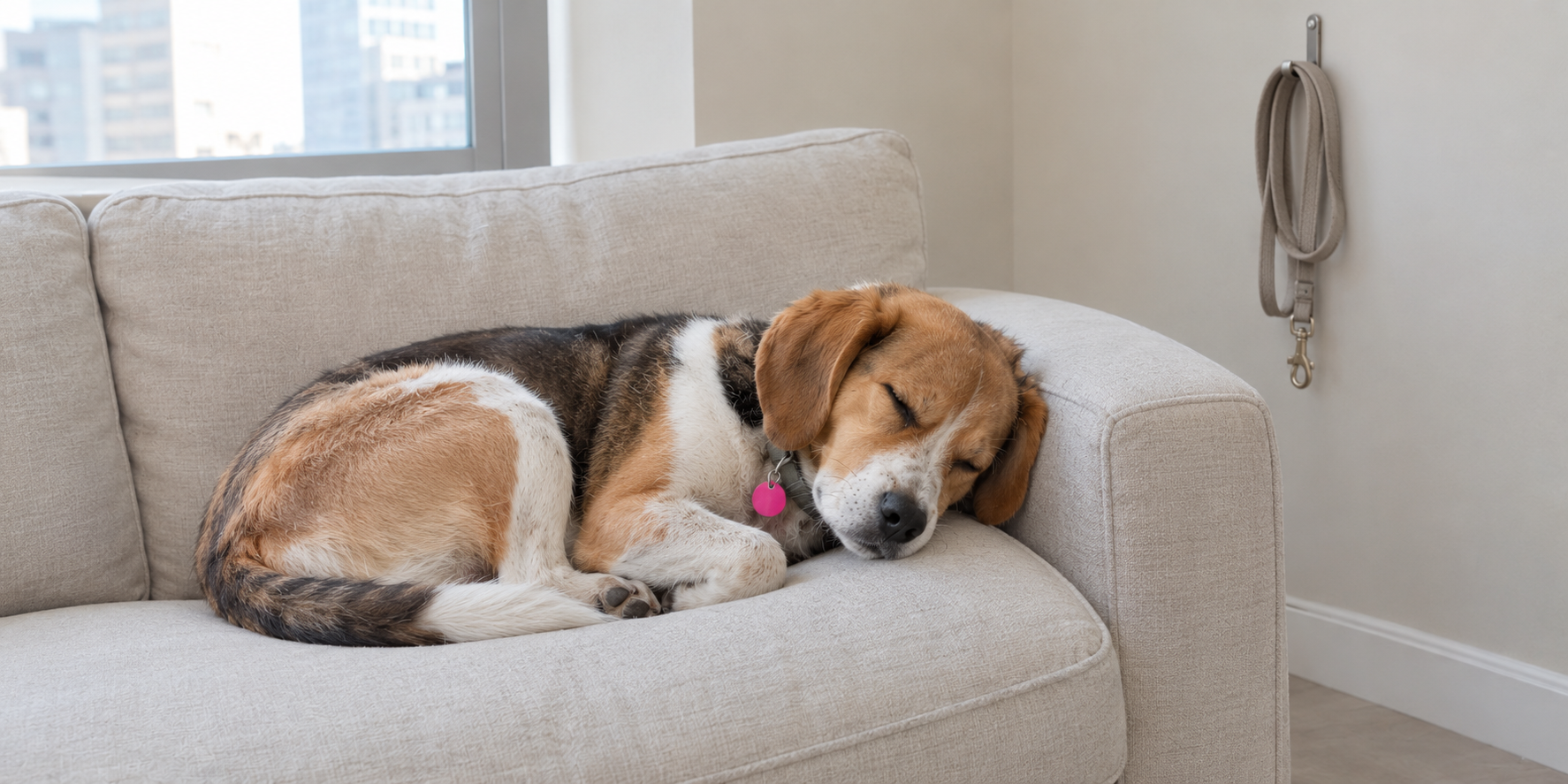 Rabies rules cover indoor-only dogs too Dog asleep on a sofa by a sunny window, a pink license tag on its collar and its leash unused on a hook
