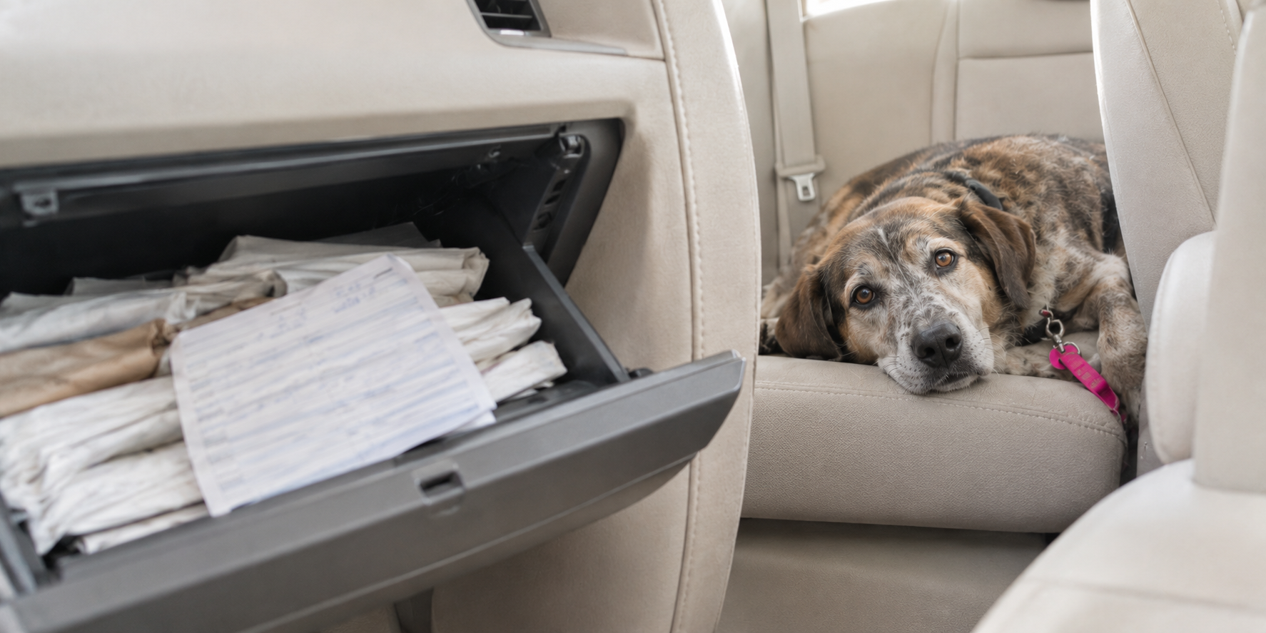 Where rabies paperwork goes missing Creased rabies certificate wedged in a car glovebox, the dog resting calmly on the back seat