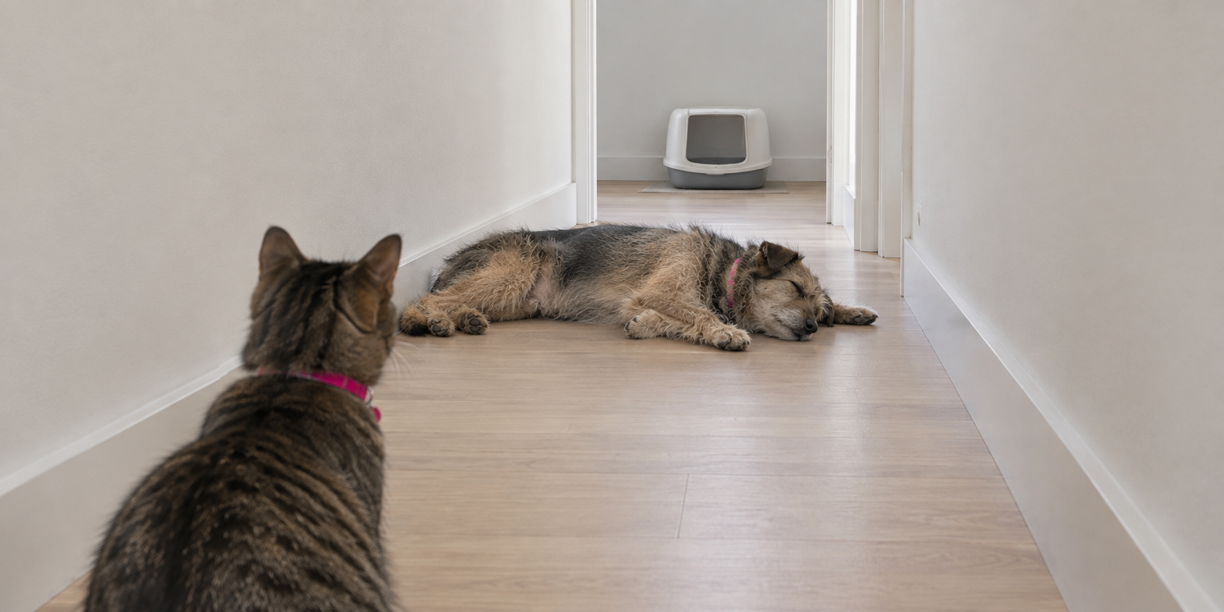 The route matters as much as the box A cat at one end of a hallway looking toward a litter box, a sleeping dog lying across the route