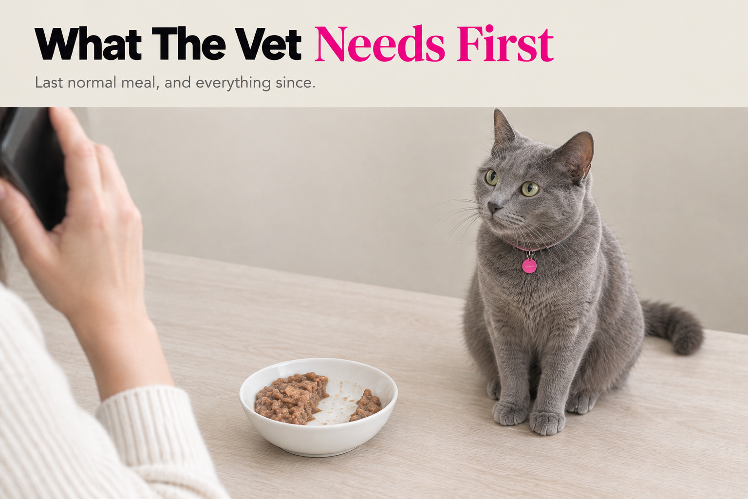 What was left in the bowl is part of the answer Half-eaten bowl of wet food on a counter beside a calm cat while its owner phones the veterinarian