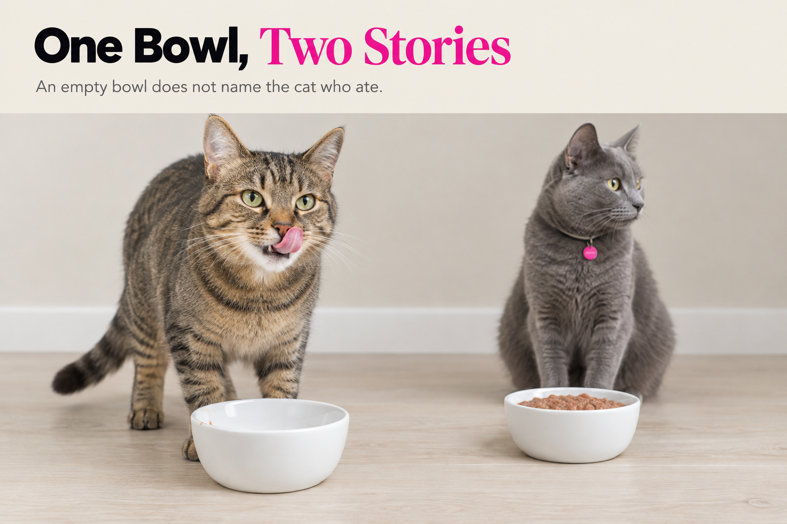 Which cat actually ate One bowl licked clean and one still full, a tabby beside the empty one and a grey cat beside the untouched one
