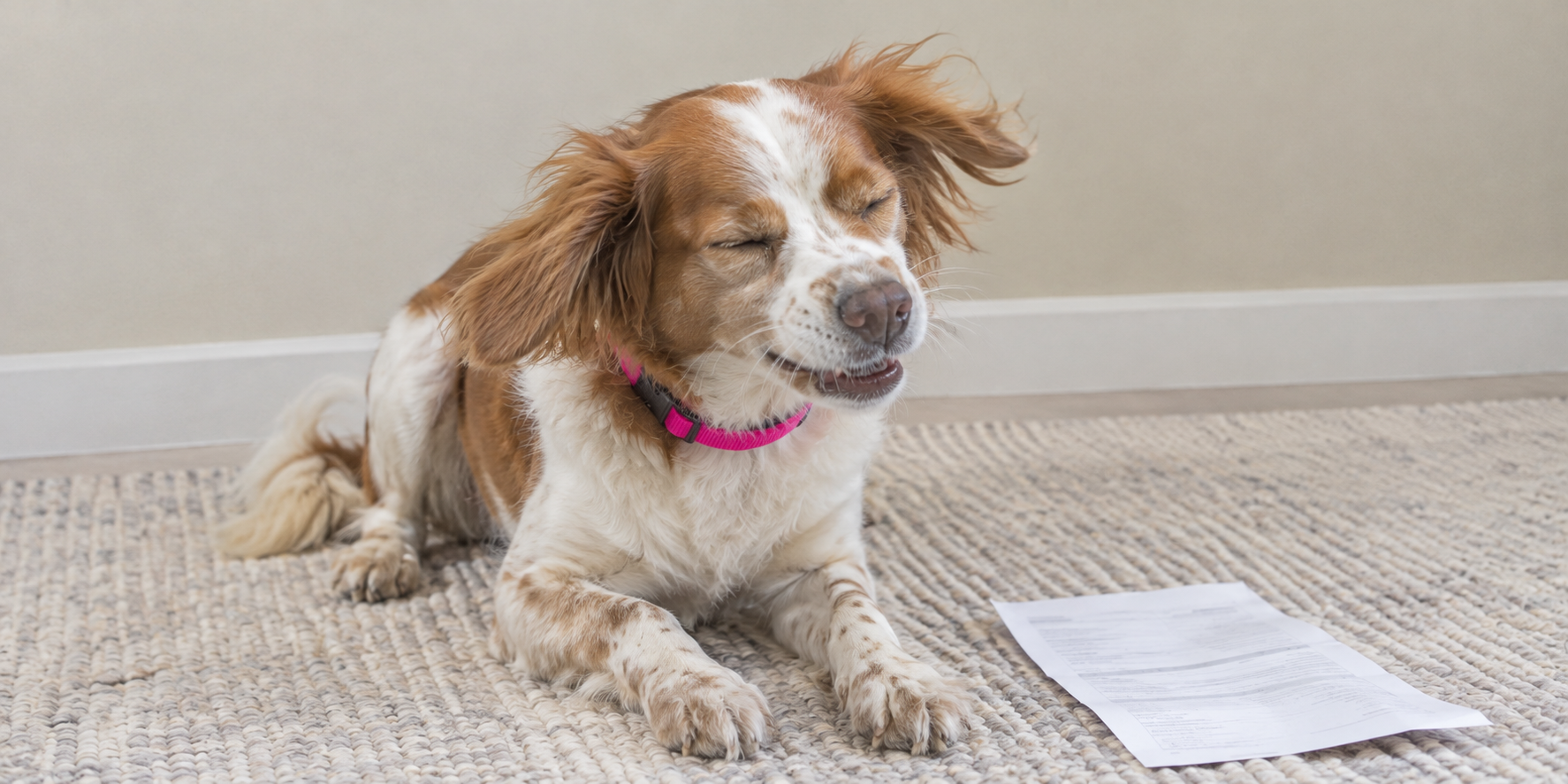 A healthy spaniel mix mid-sneeze beside a folded aftercare sheet, headline A Few Sneezes Is Normal