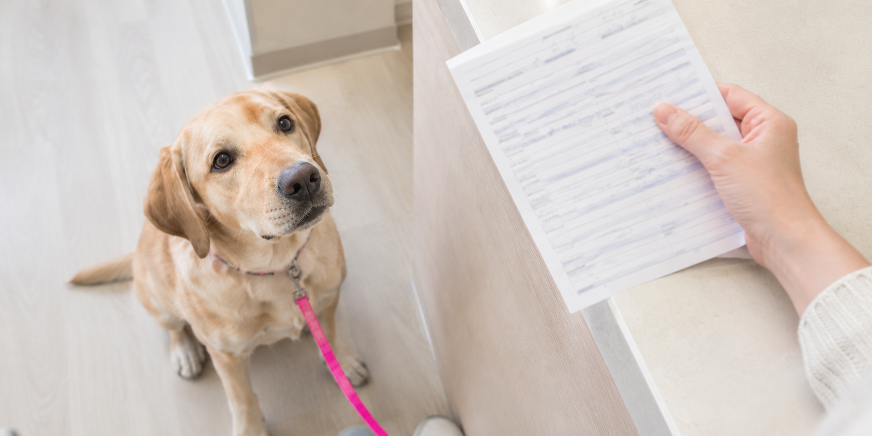 Check the rabies certificate before leaving the clinic Hand holding a dog’s rabies certificate at a clinic counter while the dog waits on a pink leash