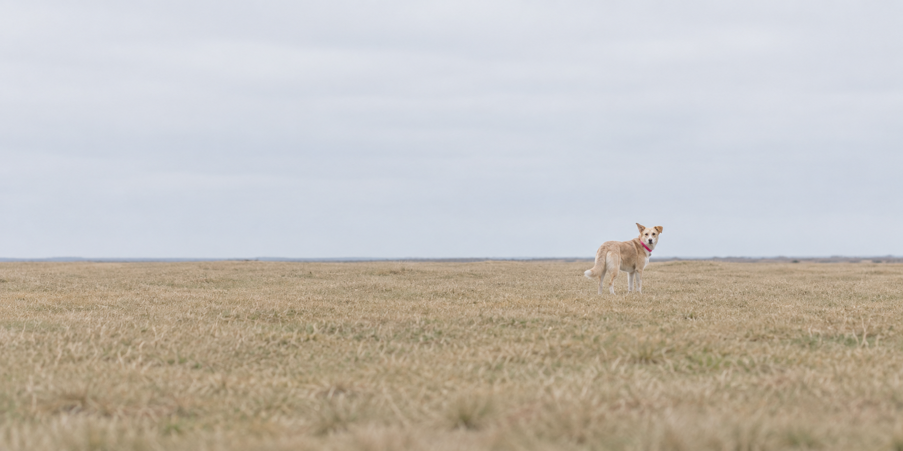 Dog small in the frame at the far side of open ground, ears up, head turned toward a distant call