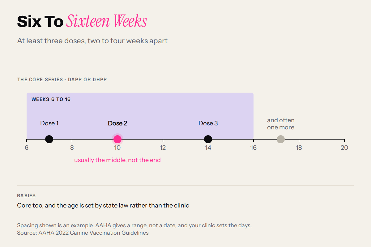 Timeline of the US puppy vaccine series, three or more doses between six and sixteen weeks