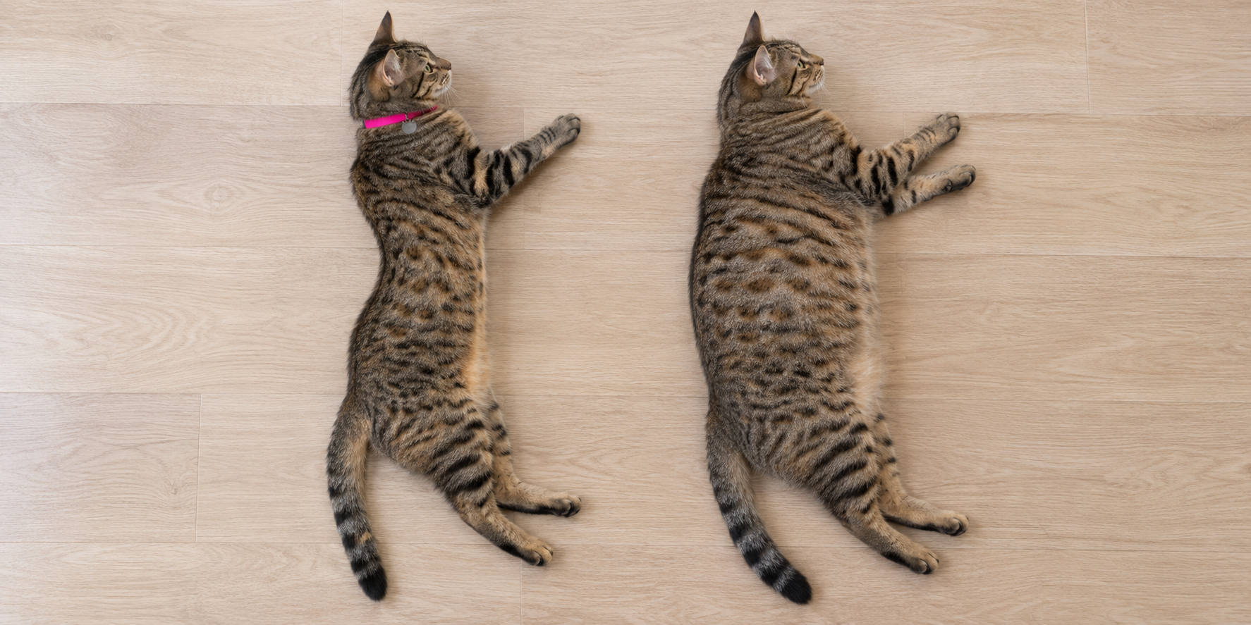 What to look for from above Two tabby cats photographed from above, one with a visible waist behind the ribs and one without