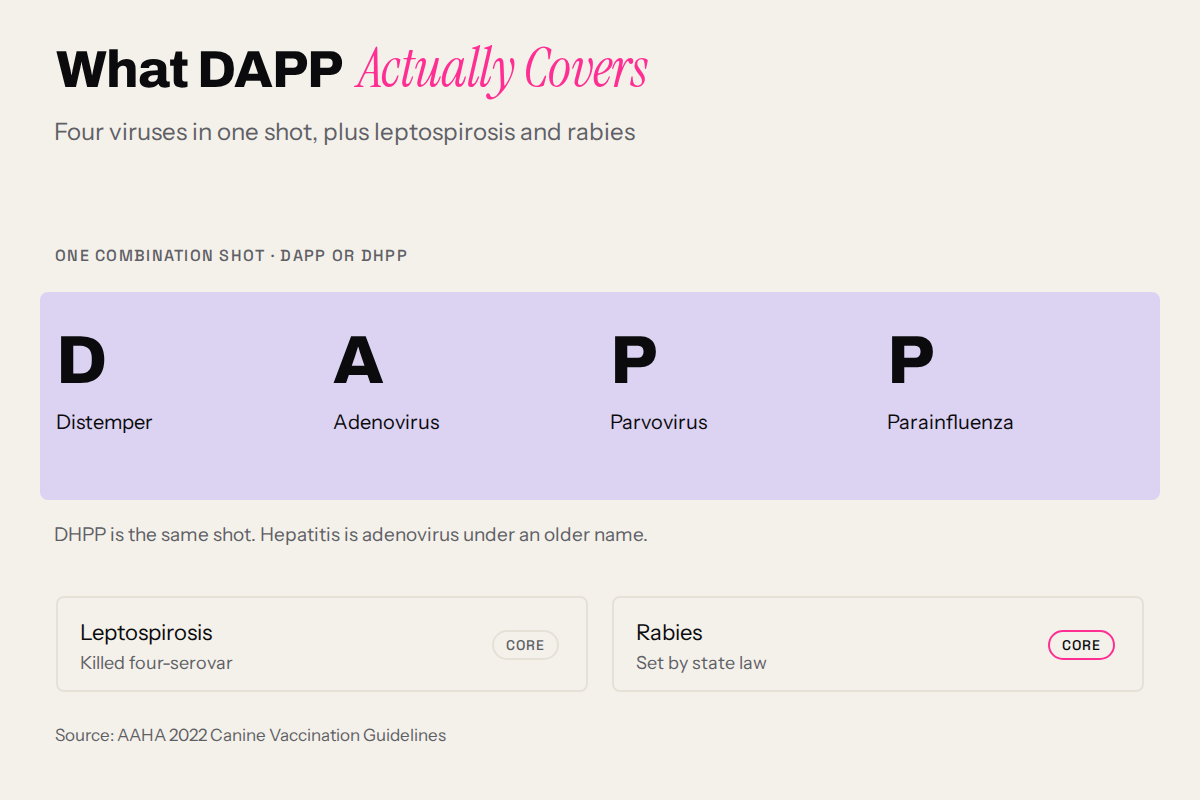 Chart decoding DAPP into distemper, adenovirus, parvovirus and parainfluenza beside the other two core shots
