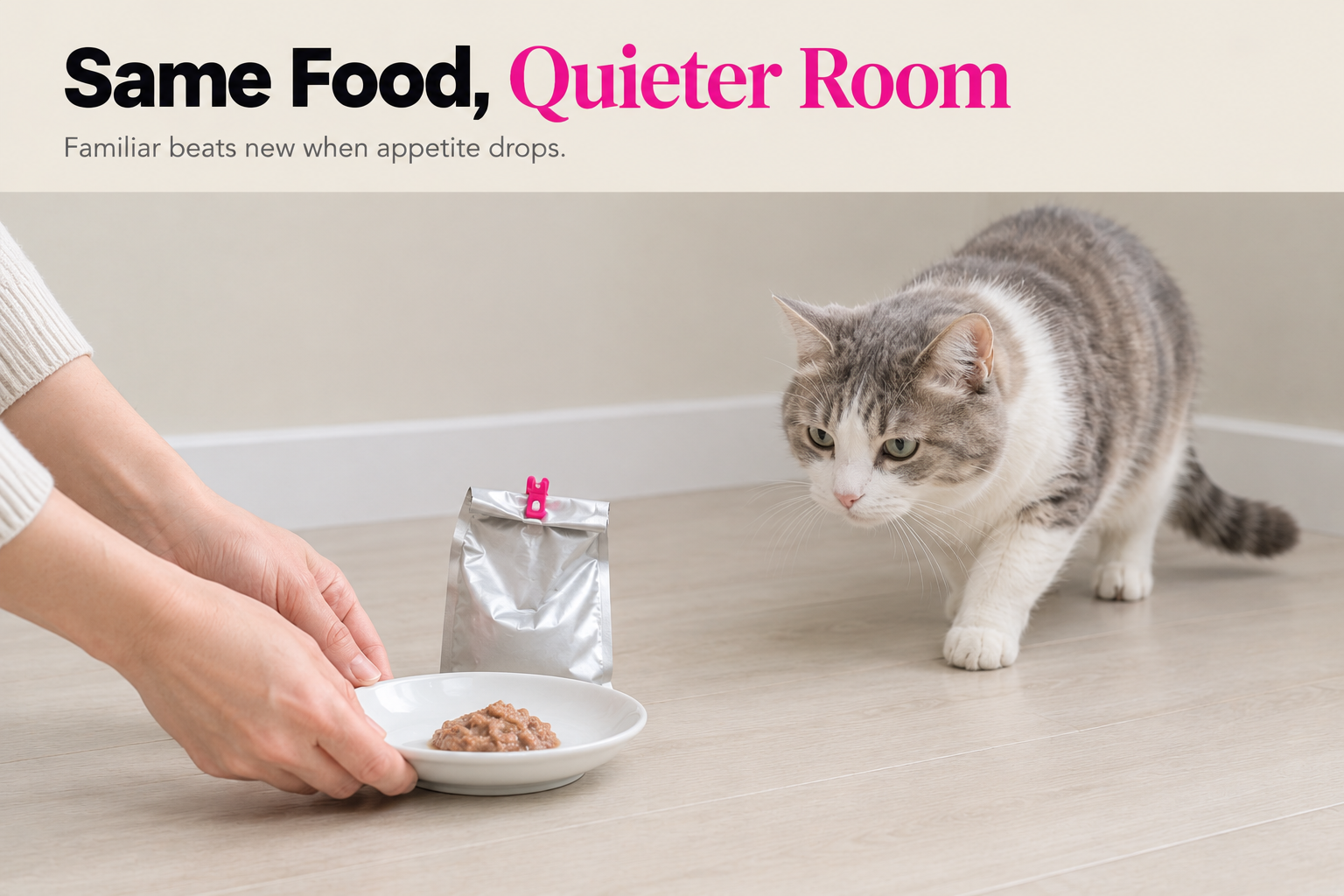 A small portion of what they already know, somewhere calm Hands setting down a small portion of familiar wet food in a quiet corner as a cat approaches
