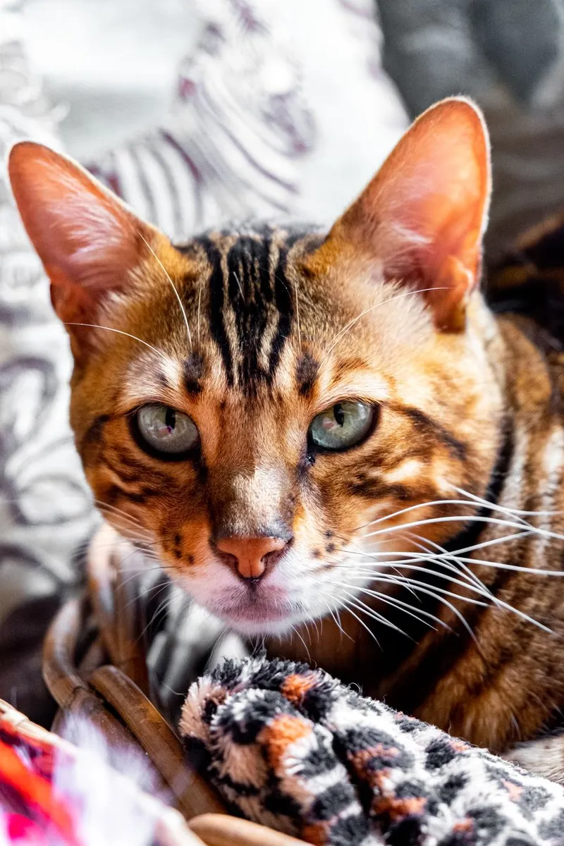 A beautiful Bengal cat with striking green eyes and intricate fur patterns in a cozy environment.