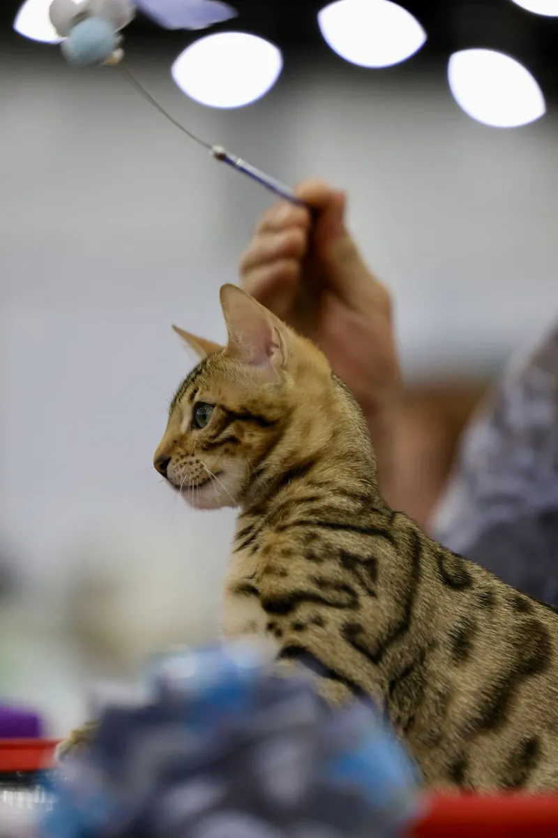 A Bengal cat attentively gazing at a toy during a pet exhibition, side view.