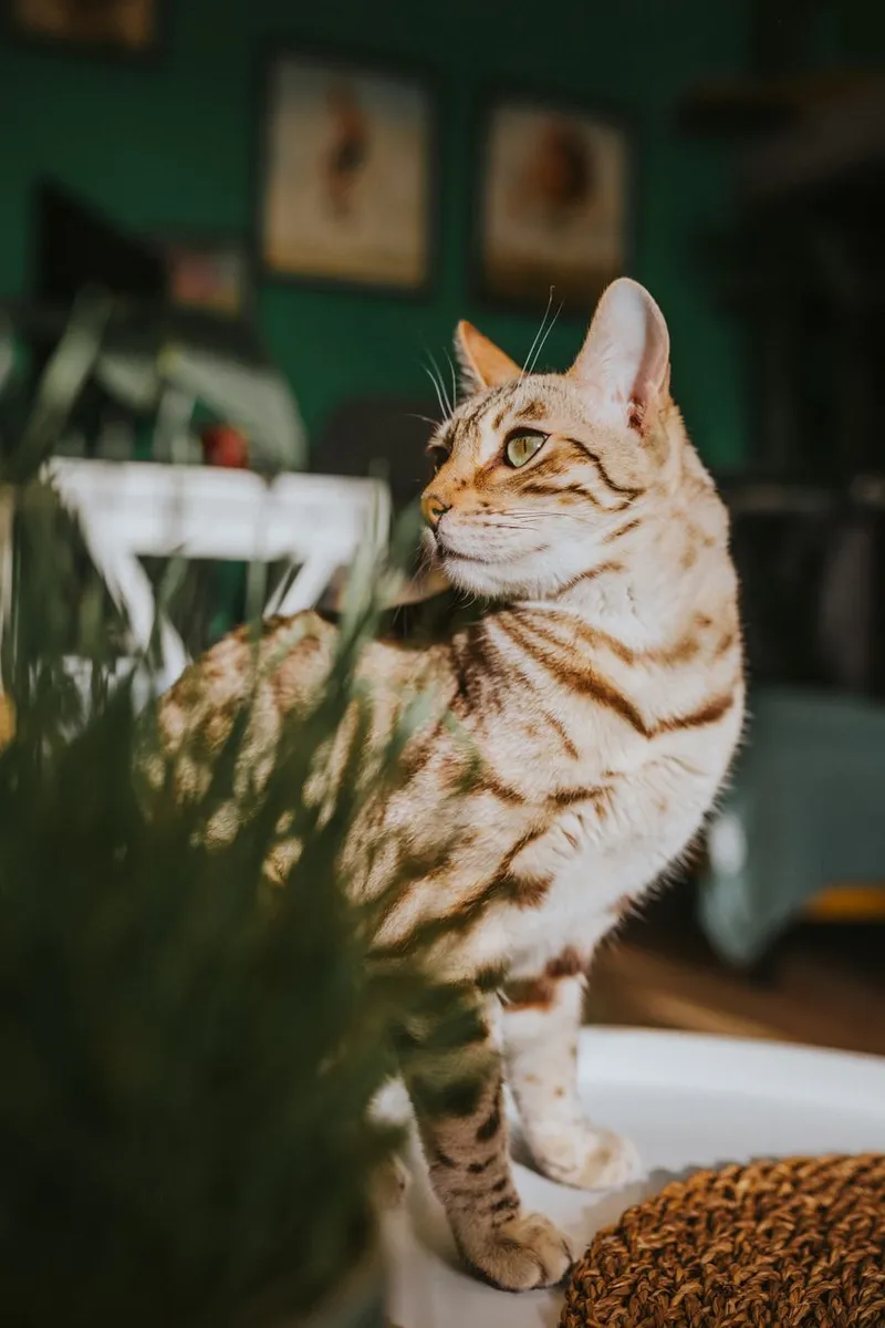 A Bengal cat sits elegantly in a cozy indoor setting with warm lighting and natural decor.