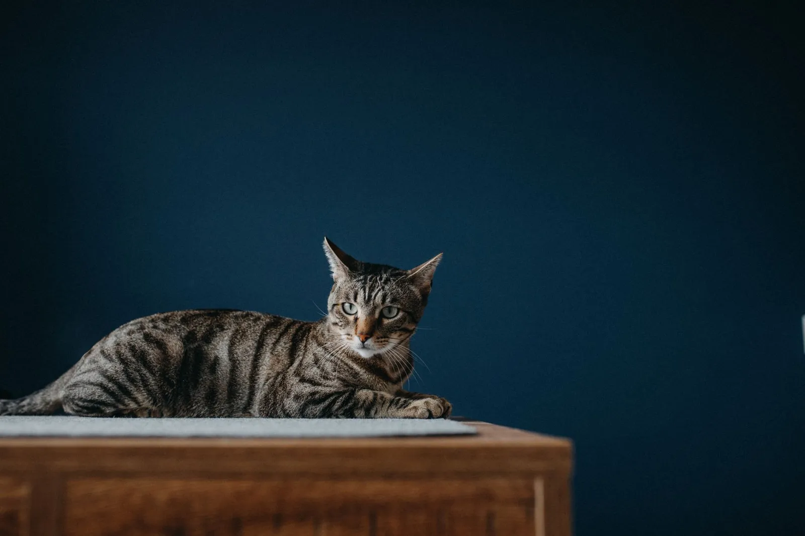 A calm tabby cat lounging on a wooden piece of furniture against a dark blue background, indoors.