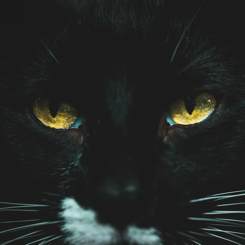 A captivating close-up of a black cat with intense yellow eyes, perfect for feline enthusiasts.