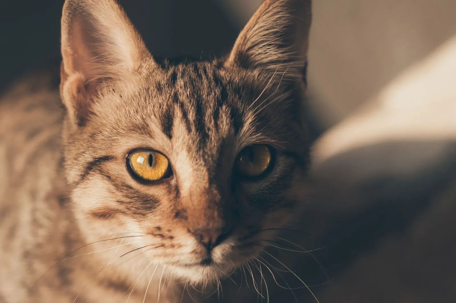 A captivating close-up portrait of a tabby cat with striking yellow eyes. Perfect for pet enthusiasts.