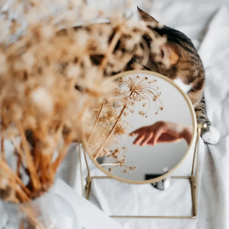A cat beside a mirror reflecting a hand and dry flowers. Artistic and serene composition.