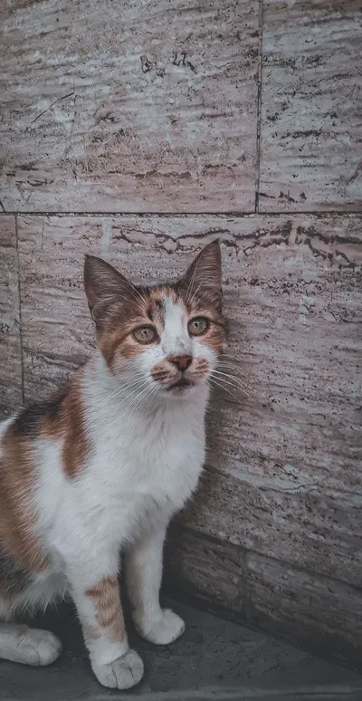 A charming calico cat sits against a textured wall, showcasing its adorable features.