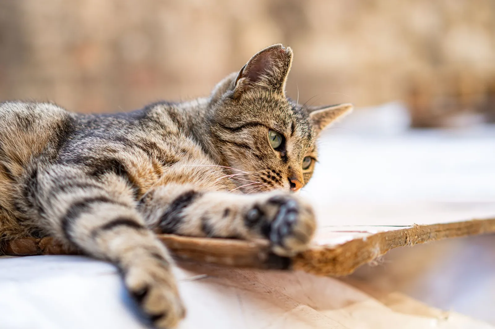 A close-up of a tabby cat lounging outdoors on a wooden surface.