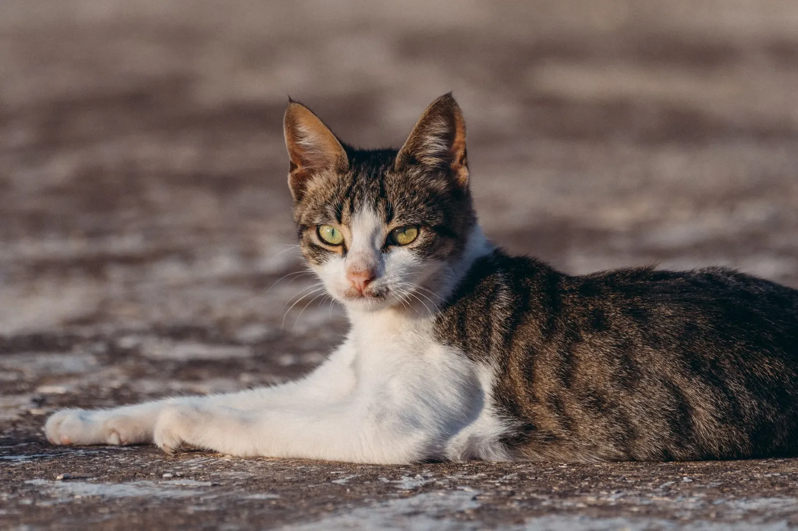 A close-up outdoor shot of a tabby cat lying on a sunlit surface, looking directly at the camera.