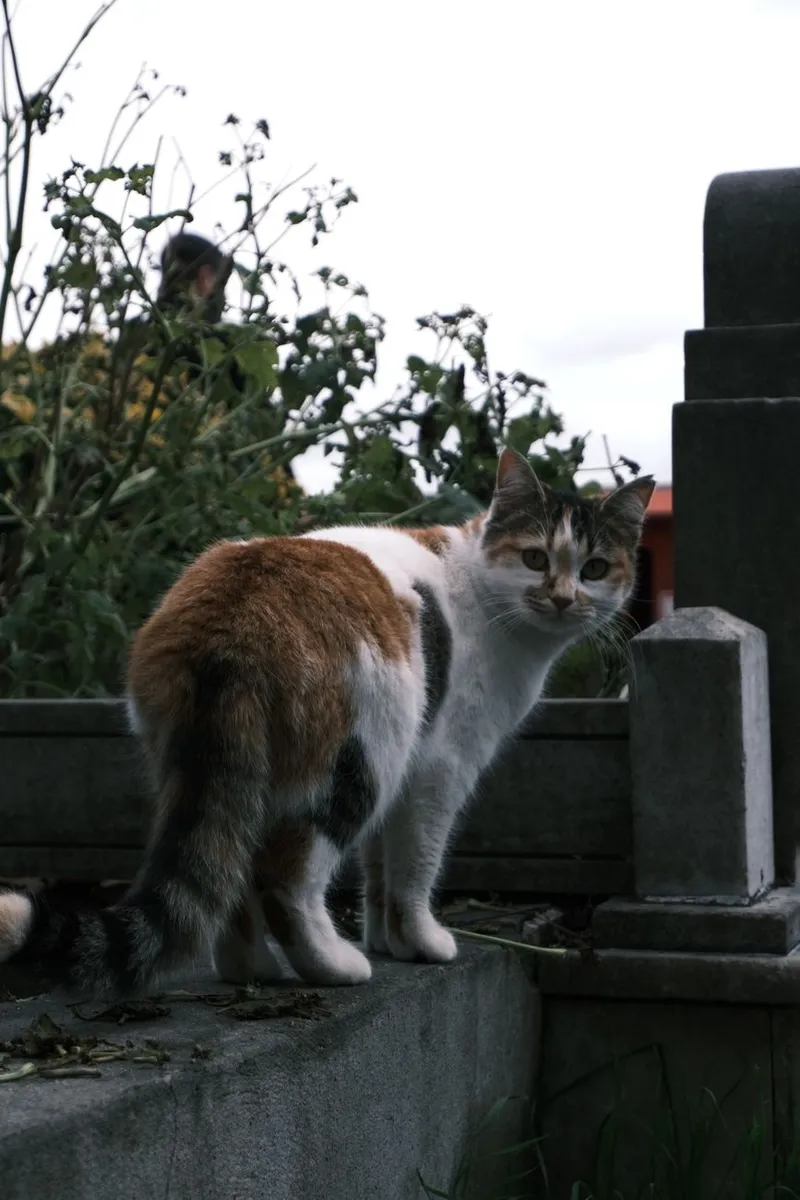 A curious stray cat stands on a wall amidst greenery in İstanbul.