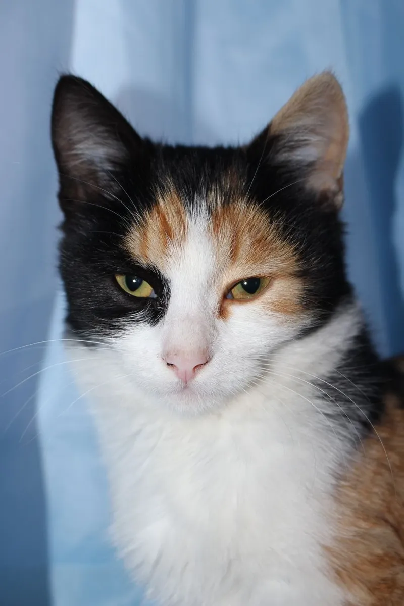 A detailed close-up of a calico cat with a calm expression.