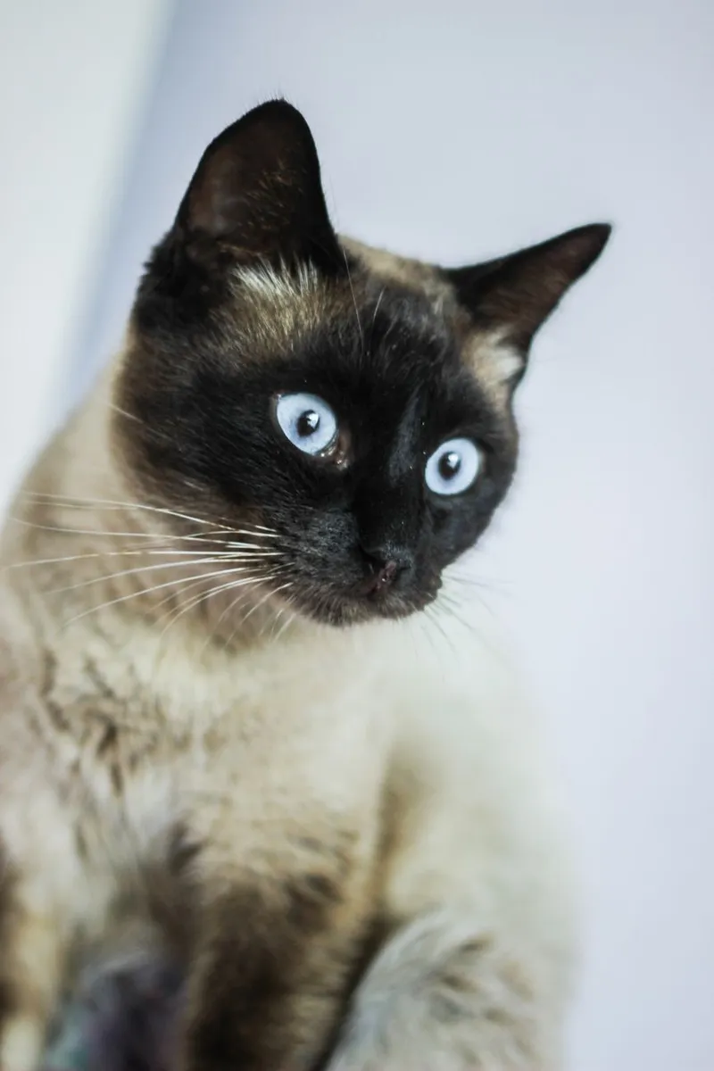 A detailed close-up of a Siamese cat showcasing its striking blue eyes and distinct markings.