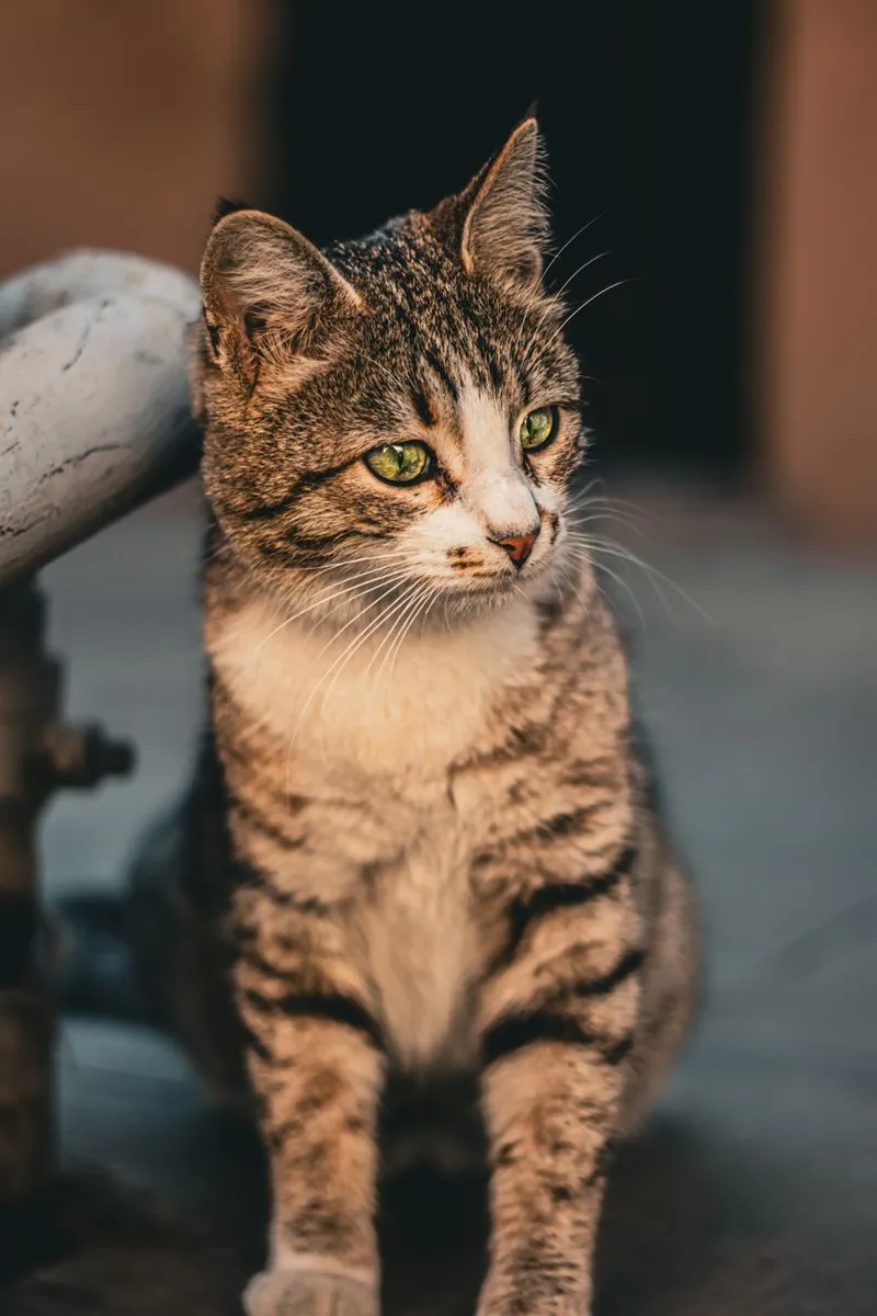 A detailed close-up of a tabby cat sitting with a focused expression, ideal for pet lovers.