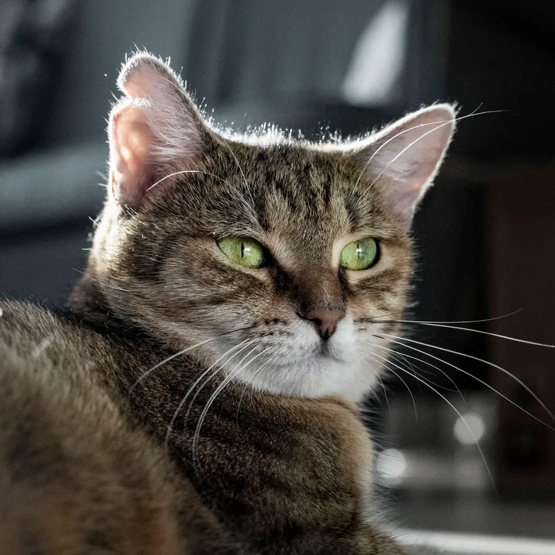 A detailed close-up of a tabby cat with striking green eyes in soft natural light.