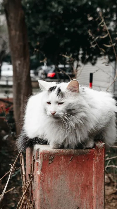 A fluffy Norwegian Forest Cat resting on a post, captured outdoors in İstanbul, Turkey.