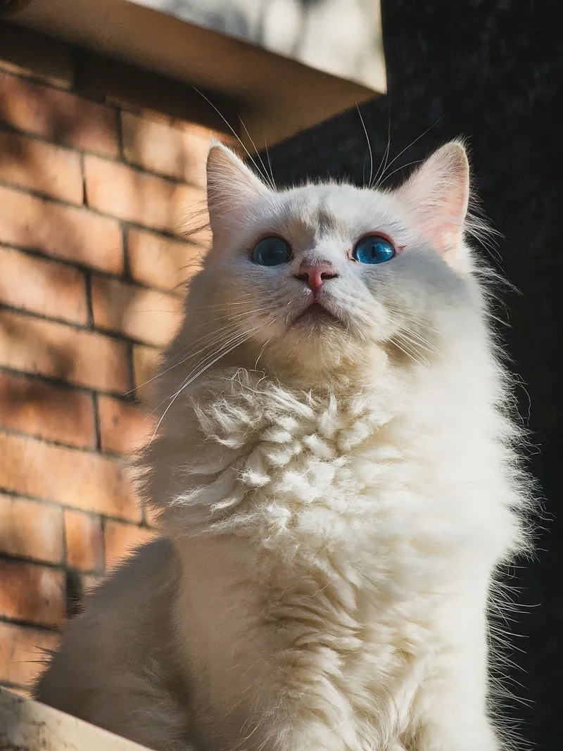 A fluffy white cat with striking blue eyes gazes upward in soft sunlight near a brick wall.
