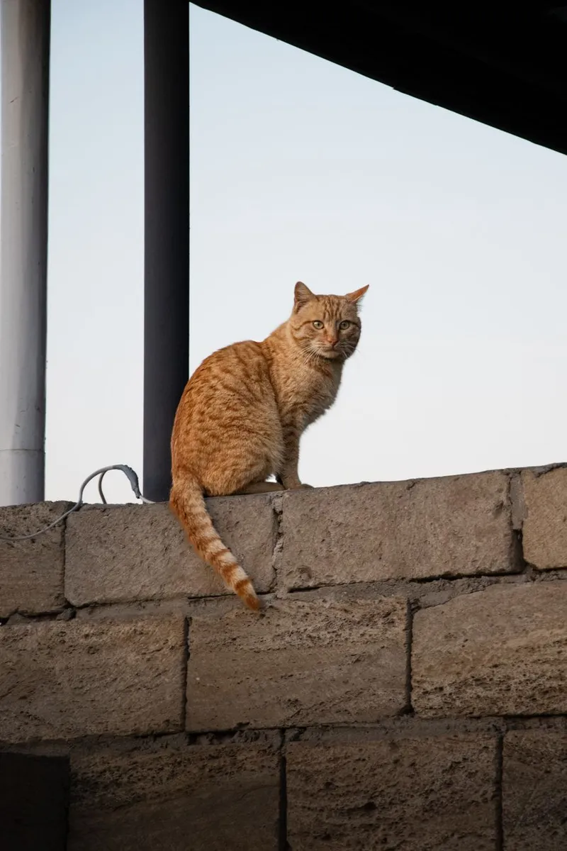 A ginger cat sitting on a stone wall, outdoors, during daytime.