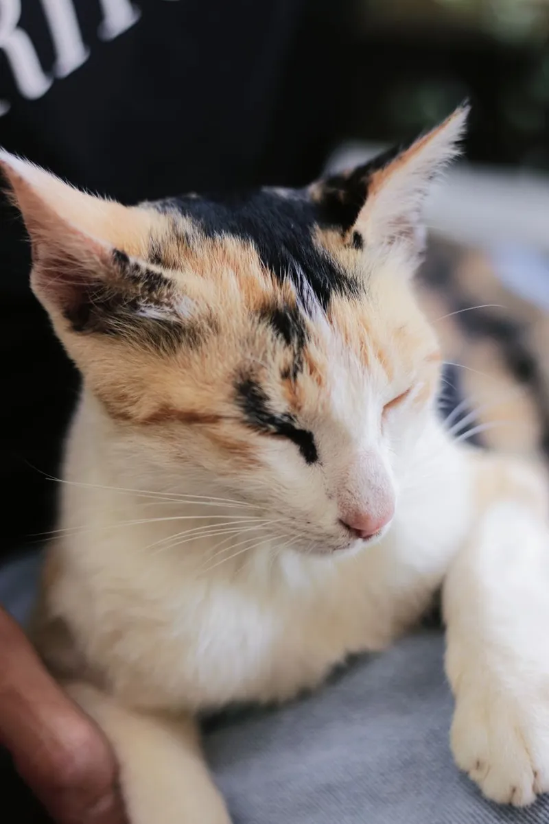 A peaceful close-up of a sleepy calico cat resting indoors, highlighting its unique fur pattern.