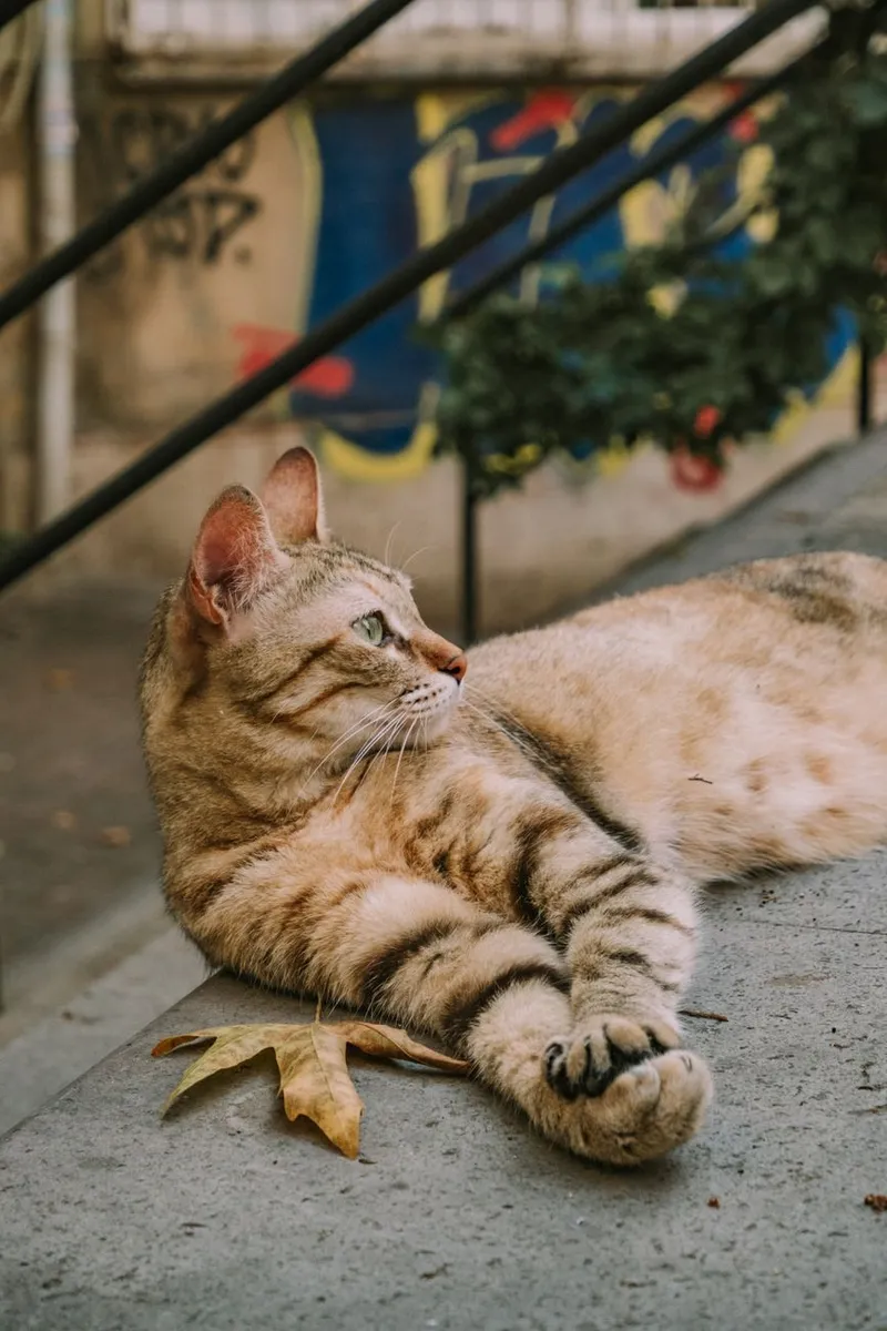 A peaceful tabby cat lounges on concrete with graffiti in the background, autumn leaf nearby.