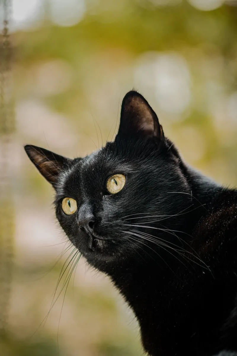 A portrait of a black cat with striking yellow eyes against a blurred natural background.