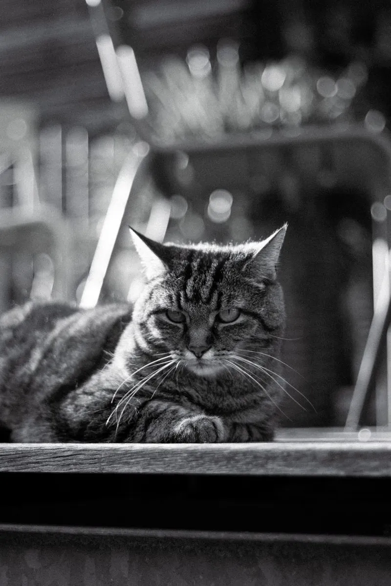 A serene black and white image of a tabby cat resting outdoors on a sunny day.