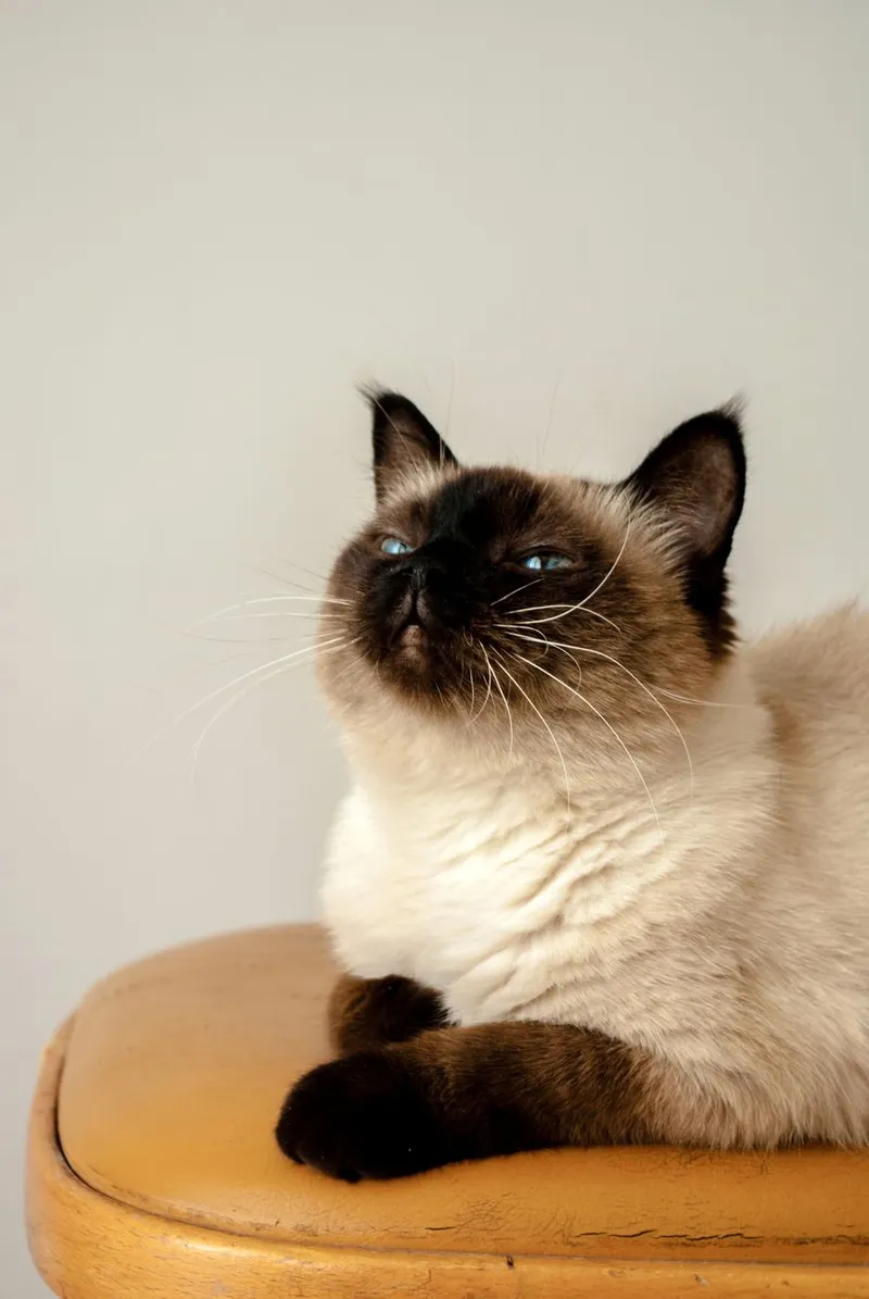 A serene Siamese cat comfortably resting on a wooden stool with a plain background.
