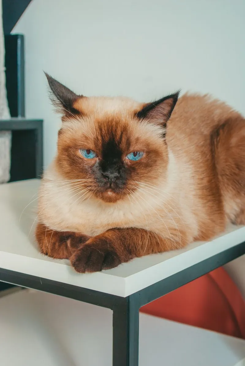 A Siamese cat with striking blue eyes resting on an indoor shelf.