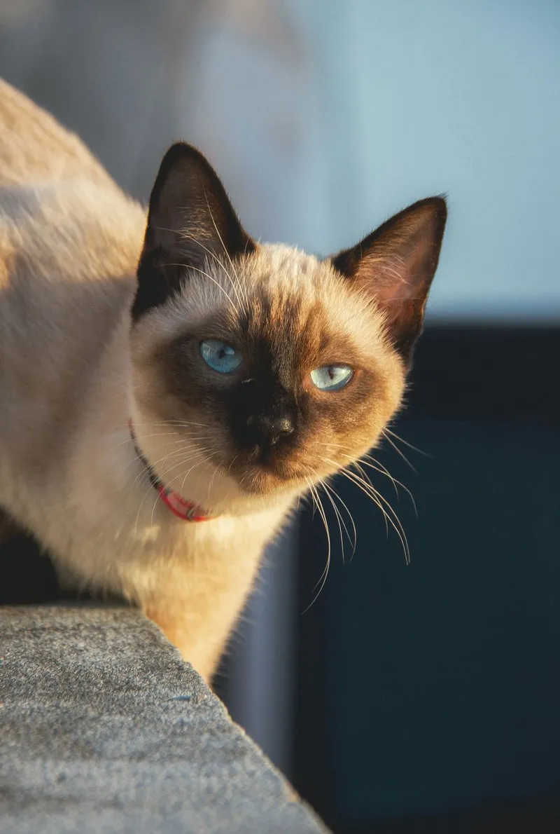 A Siamese cat with striking blue eyes and a pink collar gazing intently, showcasing its beauty.