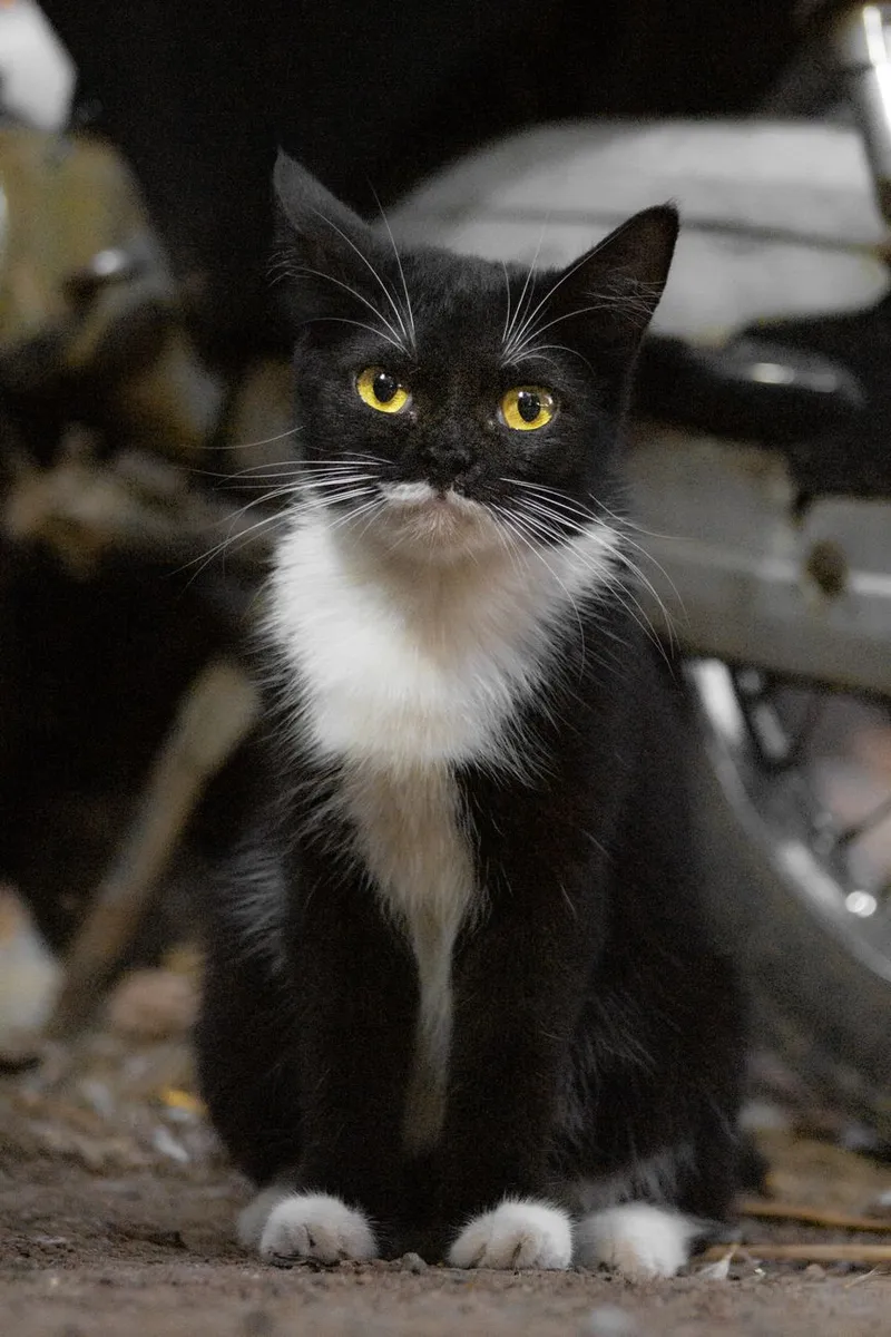 A striking black and white cat sitting outdoors, gazing intently with bright yellow eyes.