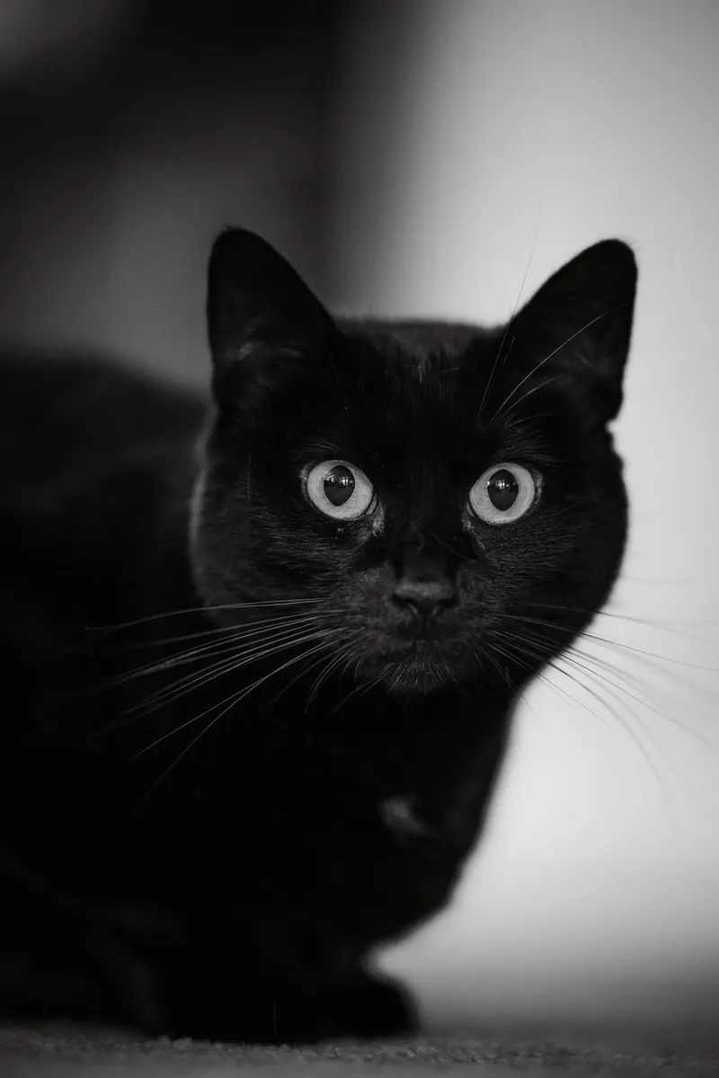 A striking close-up of a black cat with wide eyes, captured in low light.