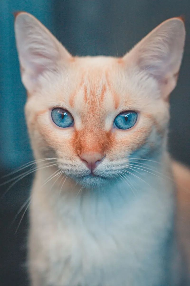A striking close-up portrait of a blue-eyed cat with a soft, pale fur coat. Perfect for animal lovers.
