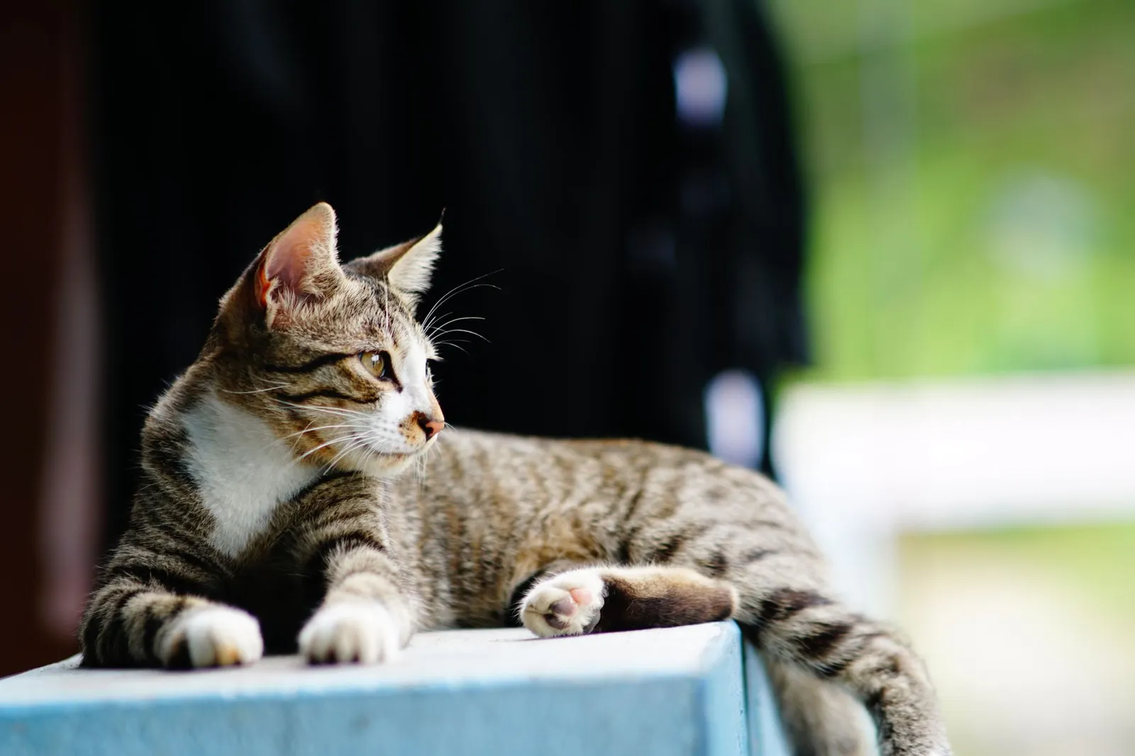 A tabby cat lounging peacefully outdoors on a sunny day, showcasing its calm demeanor.
