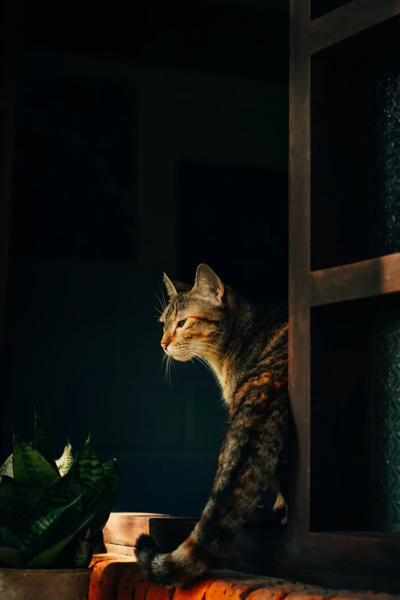 A tabby cat sits by an open window, basking in sunlight and observing the surroundings.