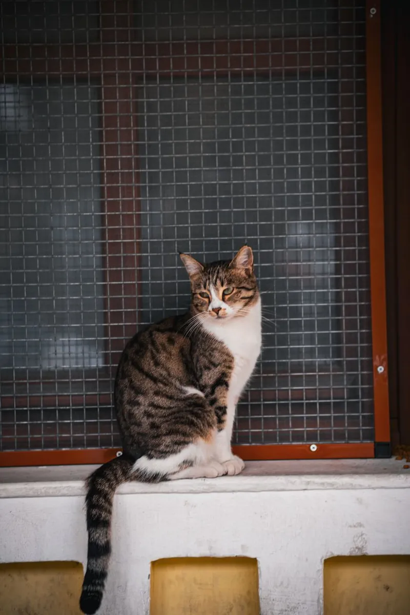 A tabby cat sits calmly on an indoor ledge by a wire mesh window.