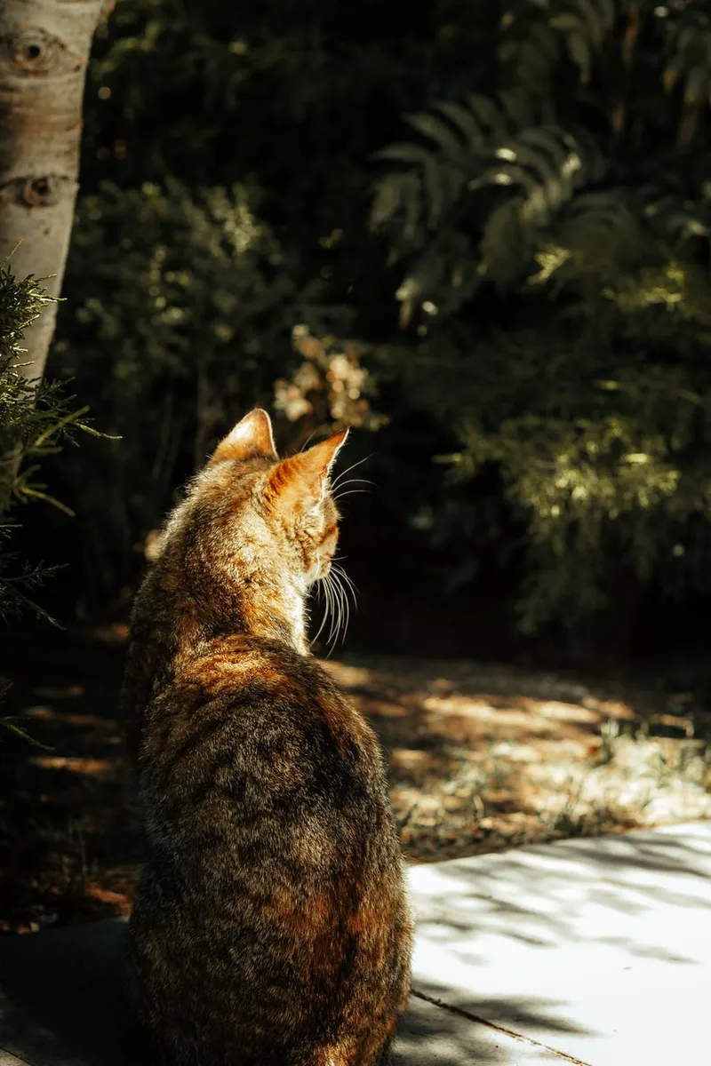 A tabby cat sitting in a sunlit garden surrounded by lush greenery, creating a serene ambiance.