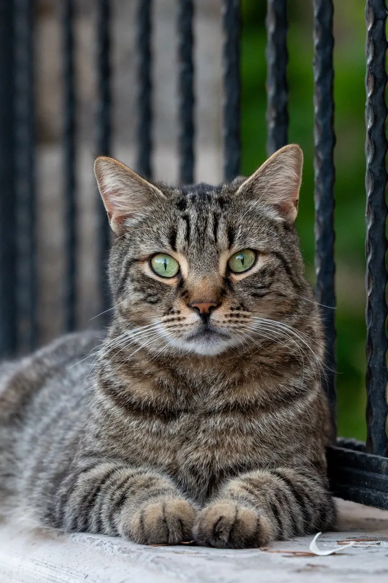 A tabby cat with striking green eyes relaxes outdoors, showcasing its beautiful striped fur.