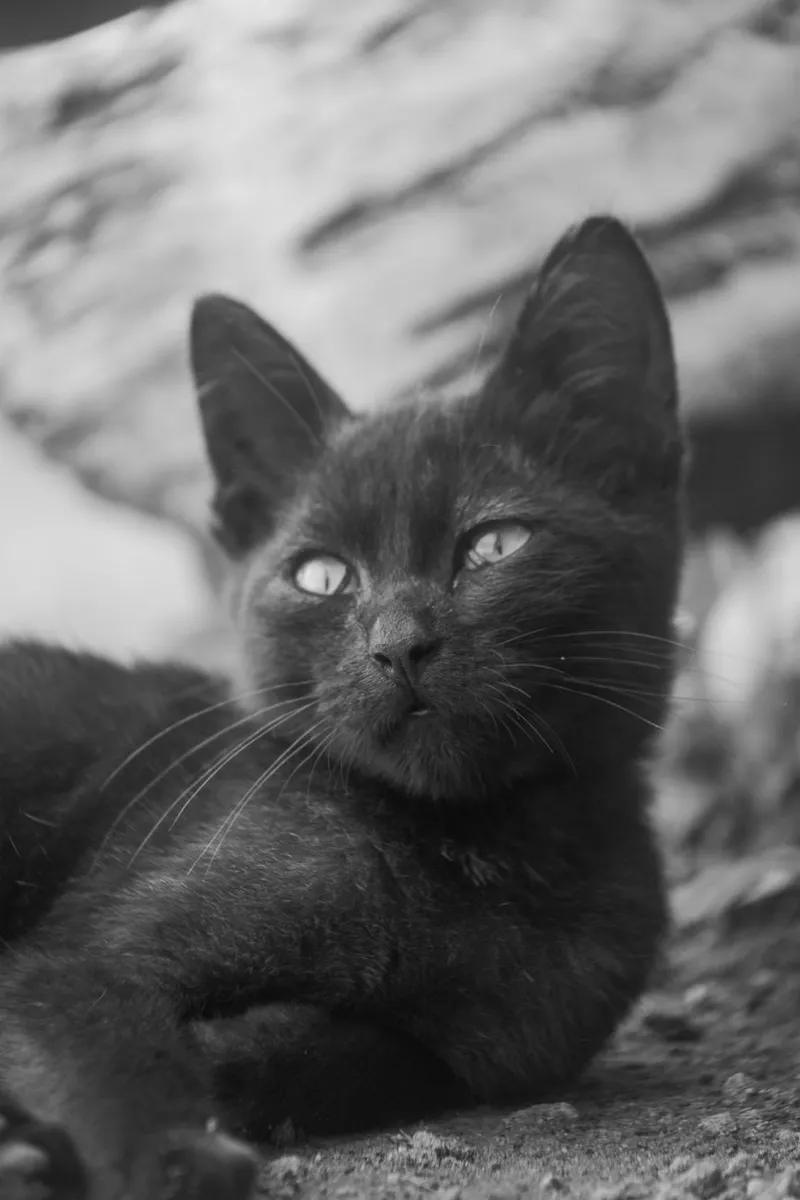 A tranquil black cat captured in black and white, lying outdoors with a thoughtful expression.