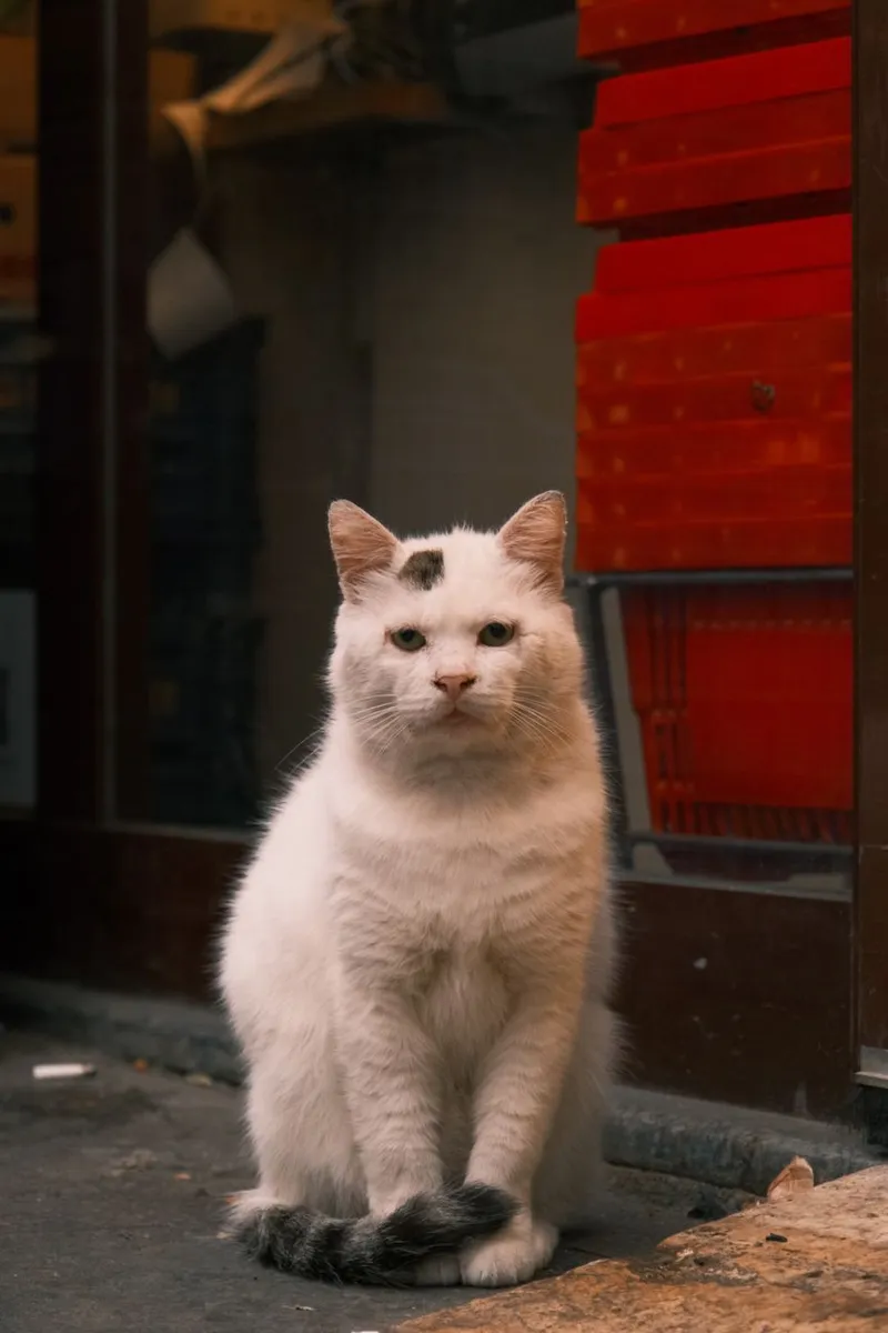 A white cat sitting in a traditional Istanbul street, capturing urban life.