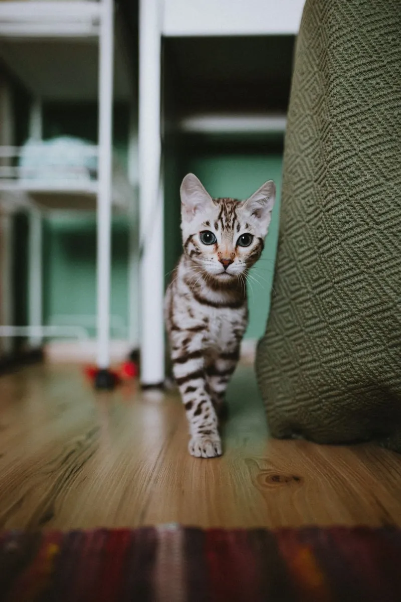 Adorable Bengal kitten curiously exploring a modern apartment interior.