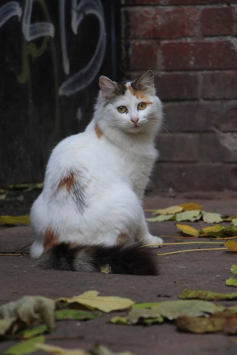 Adorable calico cat sitting among fallen leaves on a street in Istanbul.